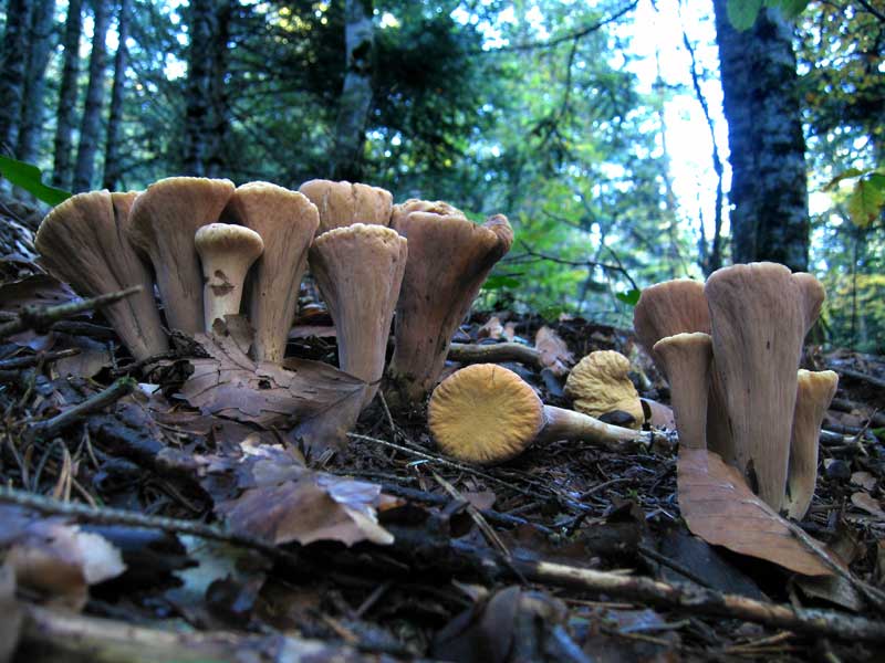 Clavariadelphus trucatus