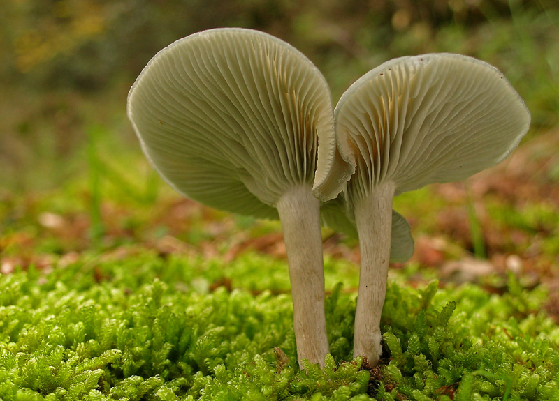 Clitocybe odora