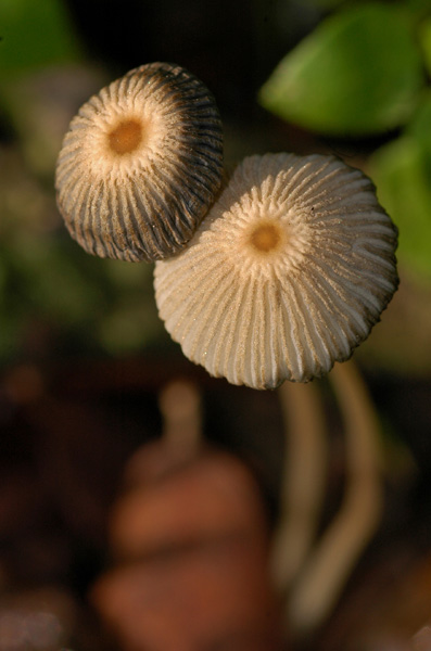 Coprinus plicatilis