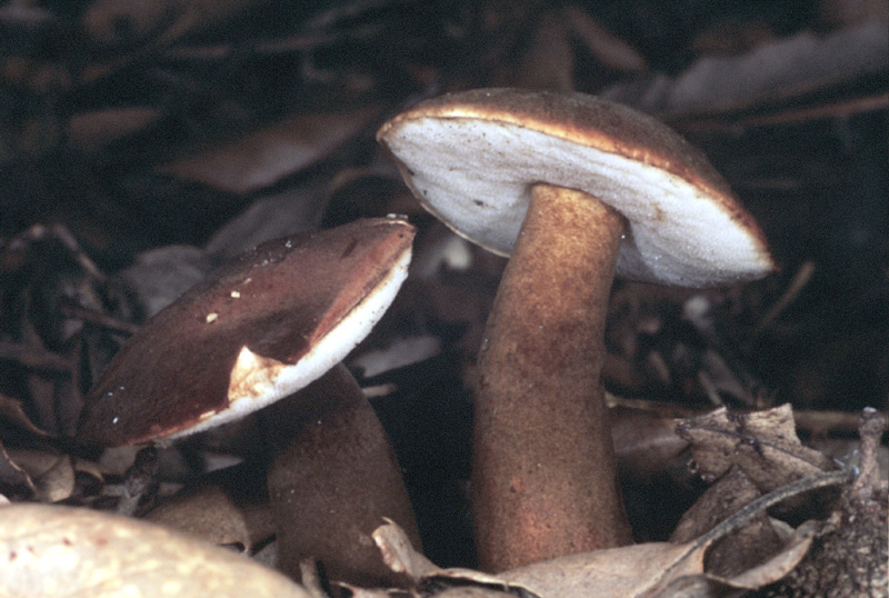 Gyroporus castaneus