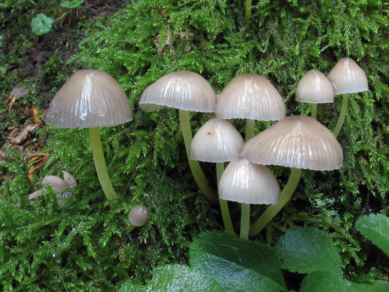 Mycena epipterygia