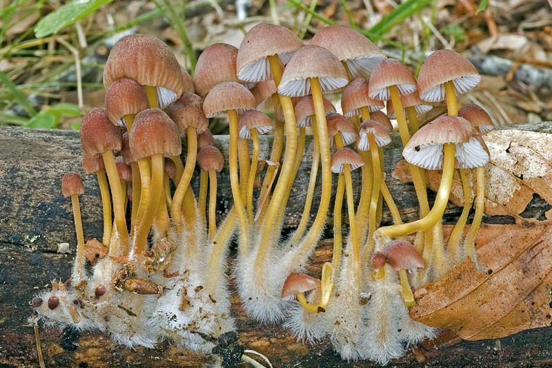 Mycena renati