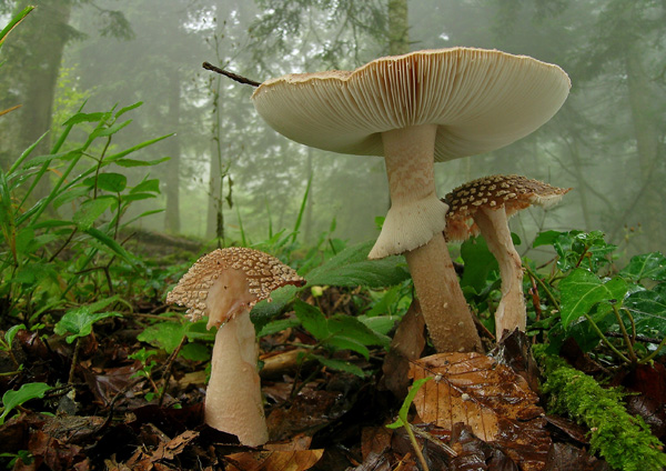 Amanita rubescens