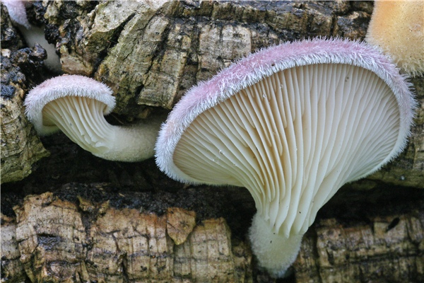 Lentinus strigosus