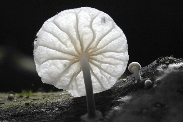 Marasmiellus candidus