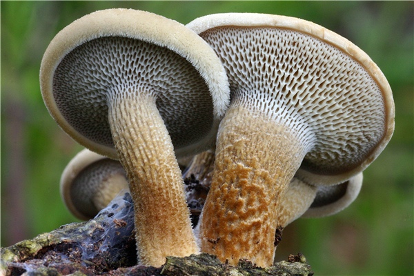 Polyporus arcularis