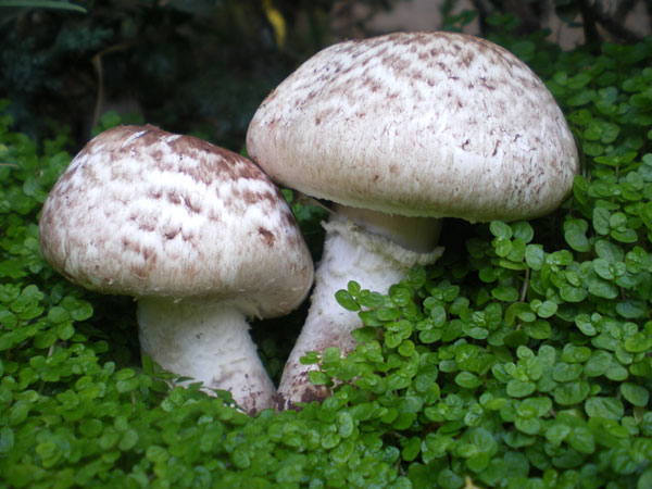 Agaricus bisporus