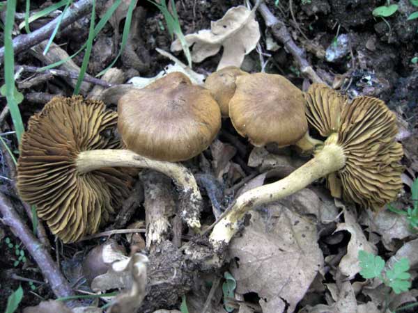 Cortinarius olivaceofuscus